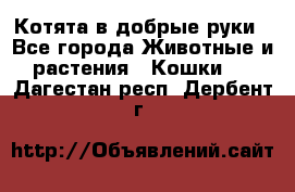 Котята в добрые руки - Все города Животные и растения » Кошки   . Дагестан респ.,Дербент г.